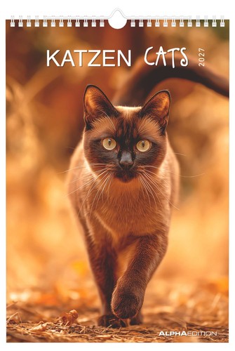 Katzen 2027 wandkalender - katzen,