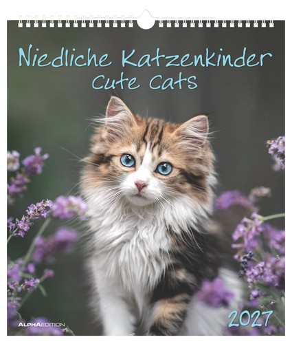Niedliche katzenkinder 2027 - katzenkinder,